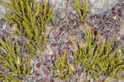 Image: P.B. Heenan © Landcare Research 2015 